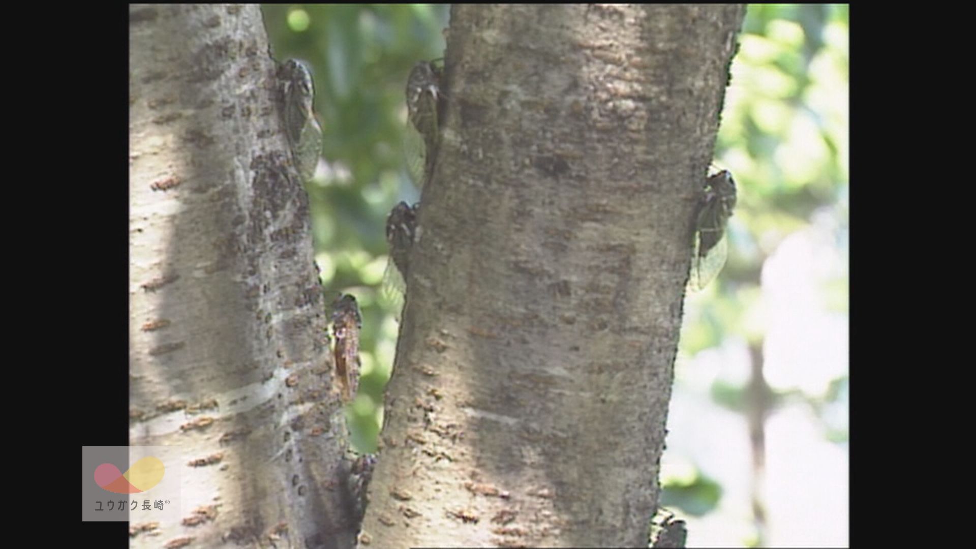 桜の木200本に鈴なりのセミ！？佐世保市西海橋公園イメージ